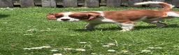 Cavalier King Charles Spaniel dogs for stud: Georgeous Cav Stud - Advert 2