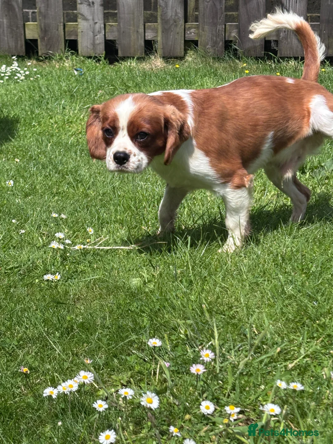 Cavalier King Charles Spaniel dogs for stud: Georgeous Cav Stud - Advert 2