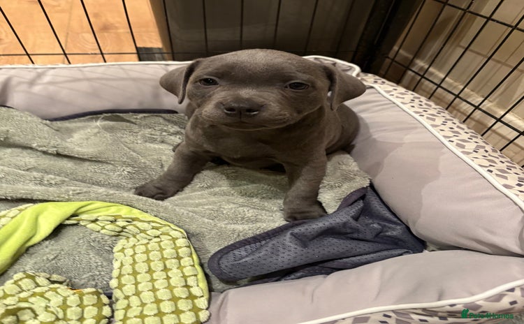 Staffordshire Bull Terrier dogs - Advert 1