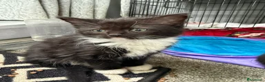 Mixed Breed 1