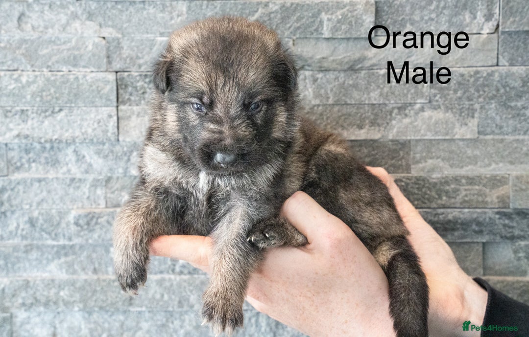 German Shepherd dogs for sale: German Shepherd Puppies - Image 8