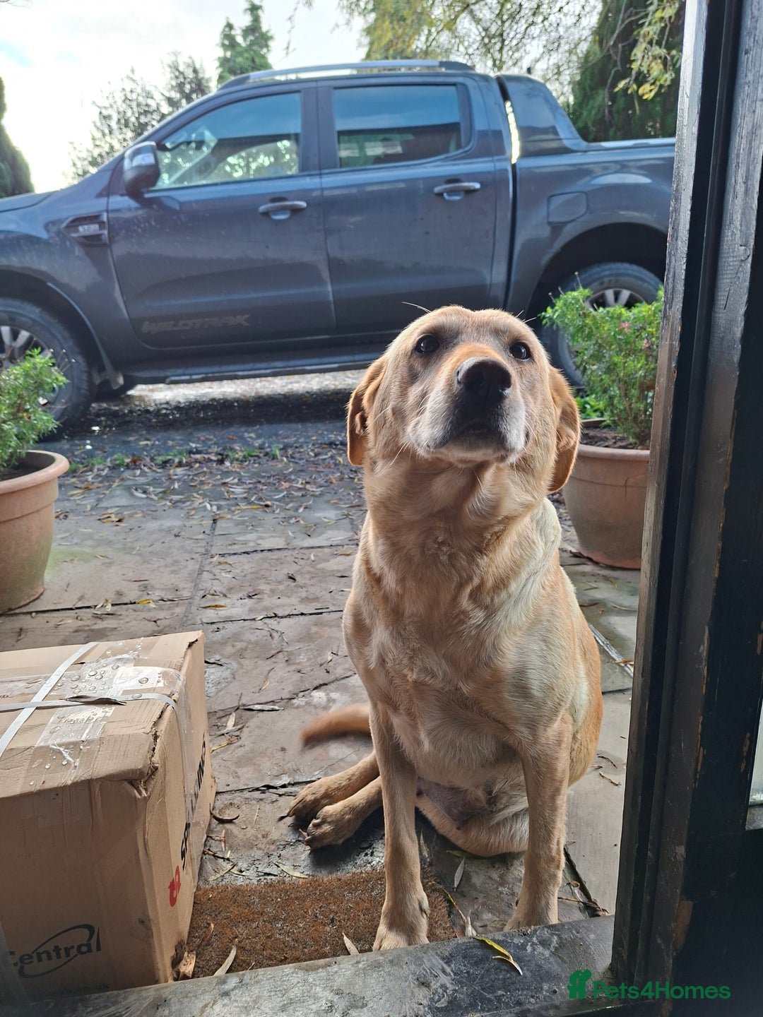Borador dogs for sale: Labrador x Border Collie pups for sale - Image 7