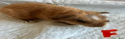 Guinea Pig rodents for sale: Lovely guinea pig babies  - Advert 3