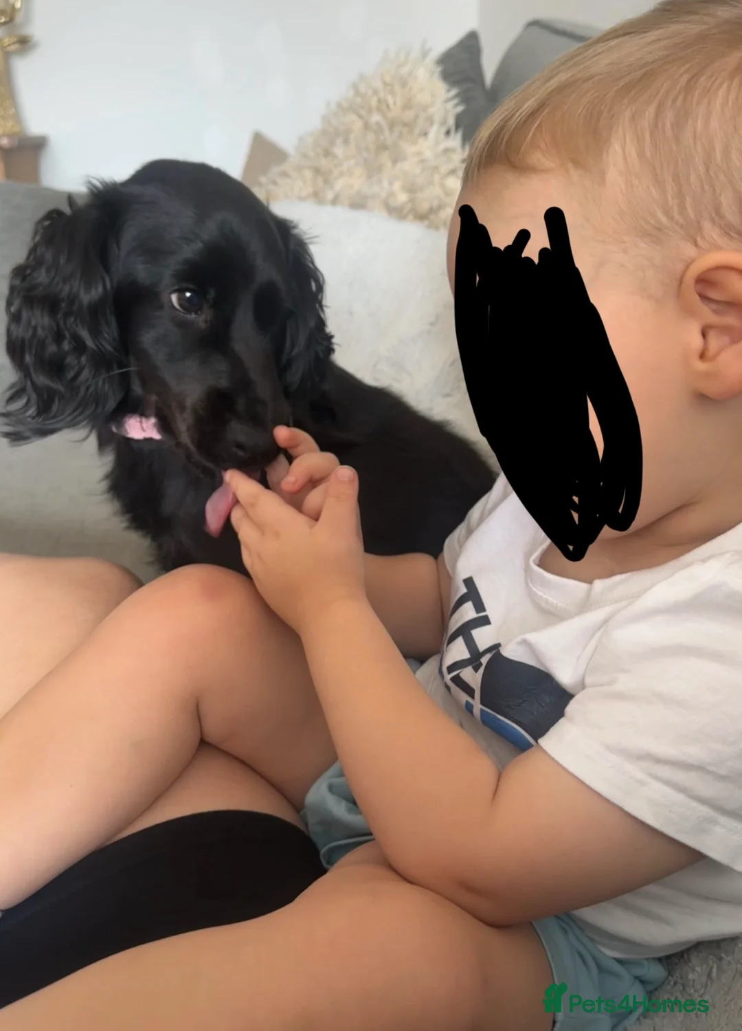 Cockapoo dogs for sale: 💔 Rehoming our beautiful Bella 💔 - Advert 2