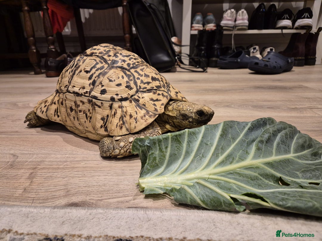 Tortoise reptiles for sale: Leopard Tortoise - Image 9