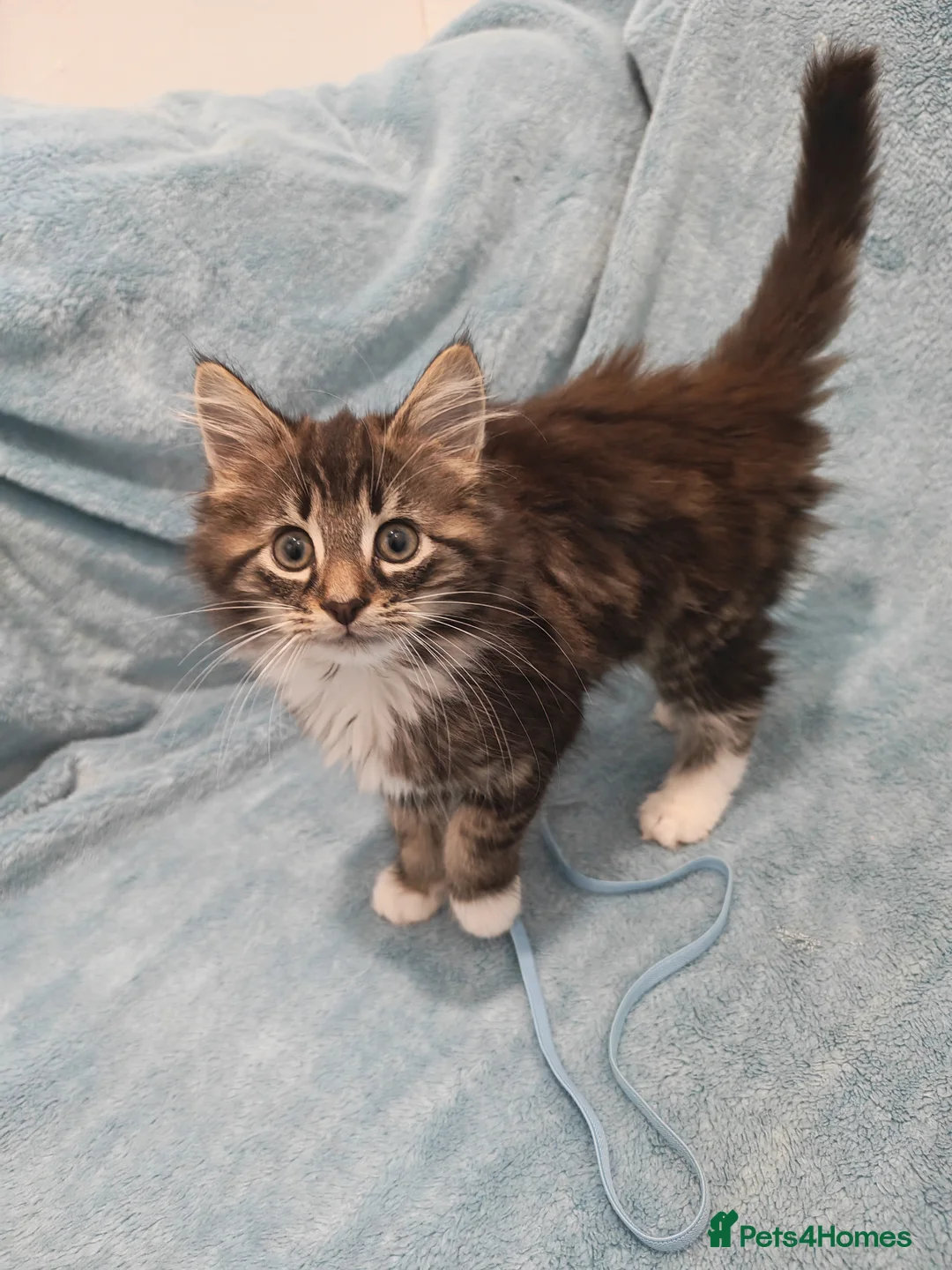 Mixed Breed cats for sale: Beautiful FLUFFY BOY Videos - Advert 9