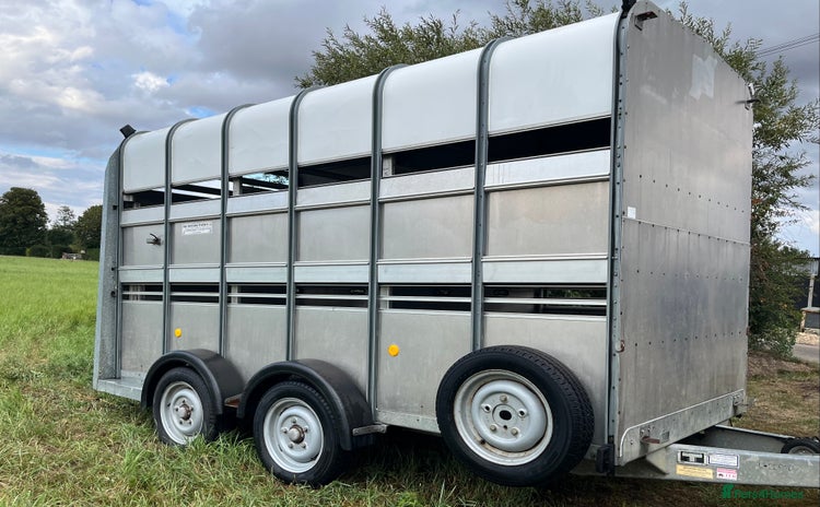 Cows & Bulls livestock - Advert 1