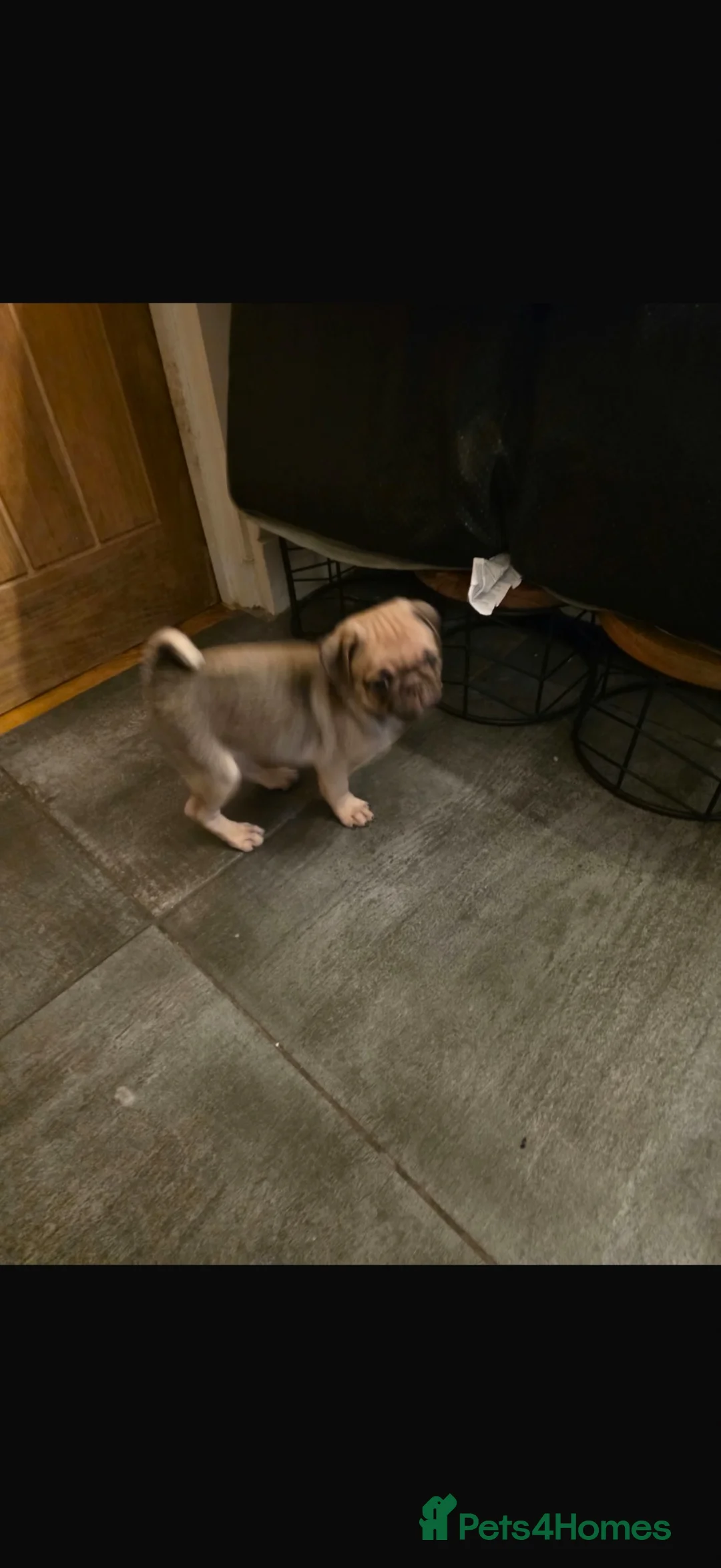 Pug dogs for sale: Amazing pug puppy’s  - Advert 13