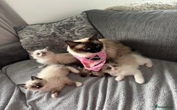Ragdoll cats for sale: 2 gorgeous ragdoll kittens needing forever homes - Image 7