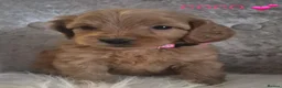 Cavapoo dogs for sale: F1B CAVAPOO PUPPIES EXTENSIVELY DNA HEALTH TESTED  - Advert 5