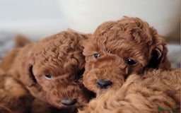 Miniature Poodle dogs for sale: Miniature Red Poodle KC Reg Full Pedigree - Image 6