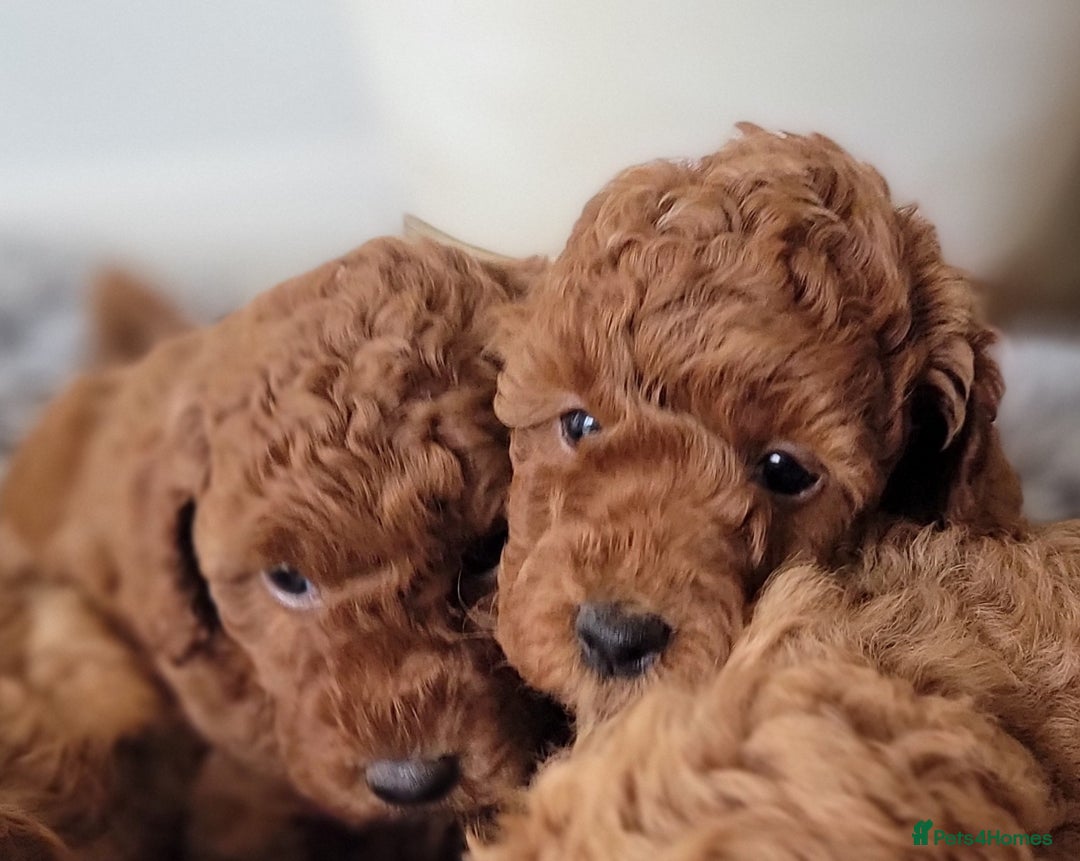 Miniature Poodle dogs for sale: Miniature Red Poodle KC Reg Full Pedigree - Image 6