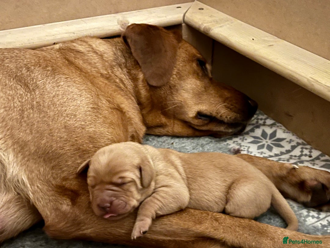 Labrador Retriever dogs for sale: KC REGISTERED, HEALTH TESTED FOX RED LABRADORS - Advert 4