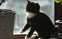 Exotic cats for sale: Exotic cross kittens - Advert 11