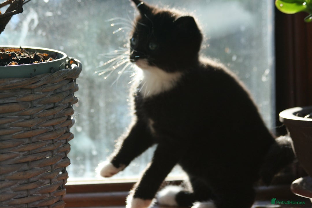 Exotic cats for sale: Exotic cross kittens - Advert 11