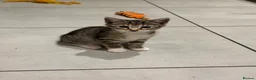Domestic Shorthair cats for sale: Lovely tabby kittens - Advert 4
