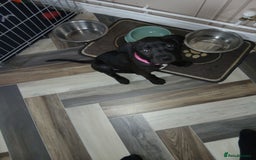 Staffordshire Bull Terrier dogs for sale: Staffordshire bull terror puppies  in London - Image 32