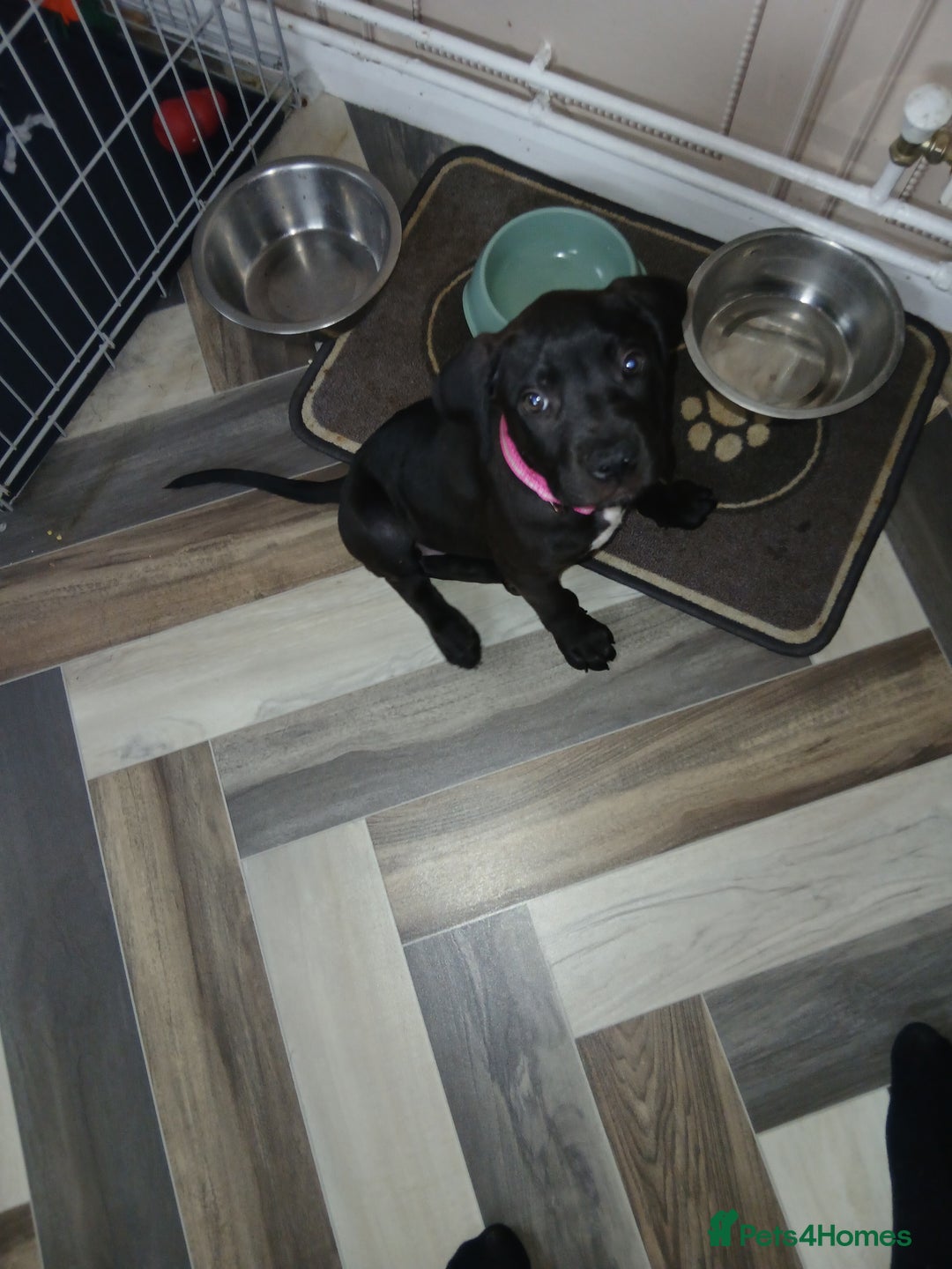 Staffordshire Bull Terrier dogs for sale: Staffordshire bull terror puppies  in London - Image 32
