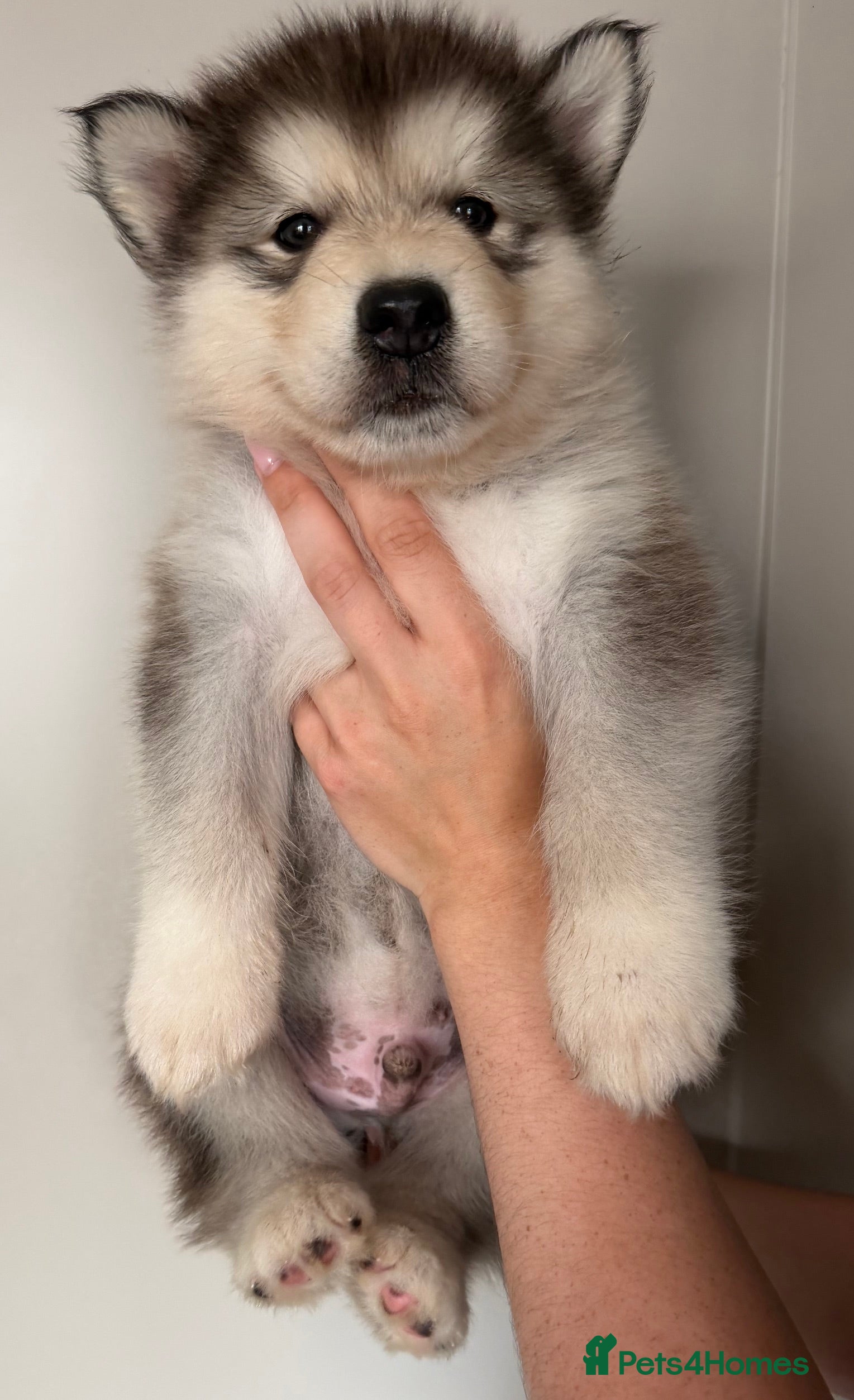 Alaskan Malamute dogs KC Registered  5 Week Old Puppy - Advert 3
