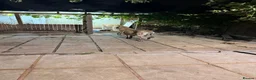 Turkish Kangal dogs for sale: Turkish kangal pups  - Advert 3