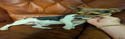 Jack Russell dogs for sale: Mini jack Russell  - Advert 6