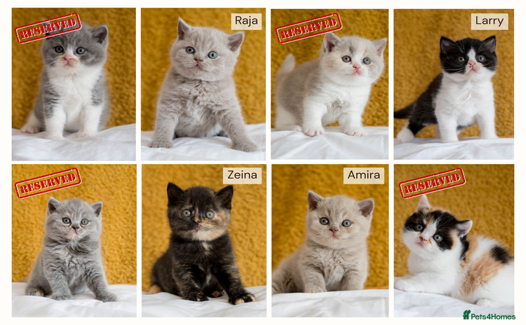 British Shorthair cats - Advert 8
