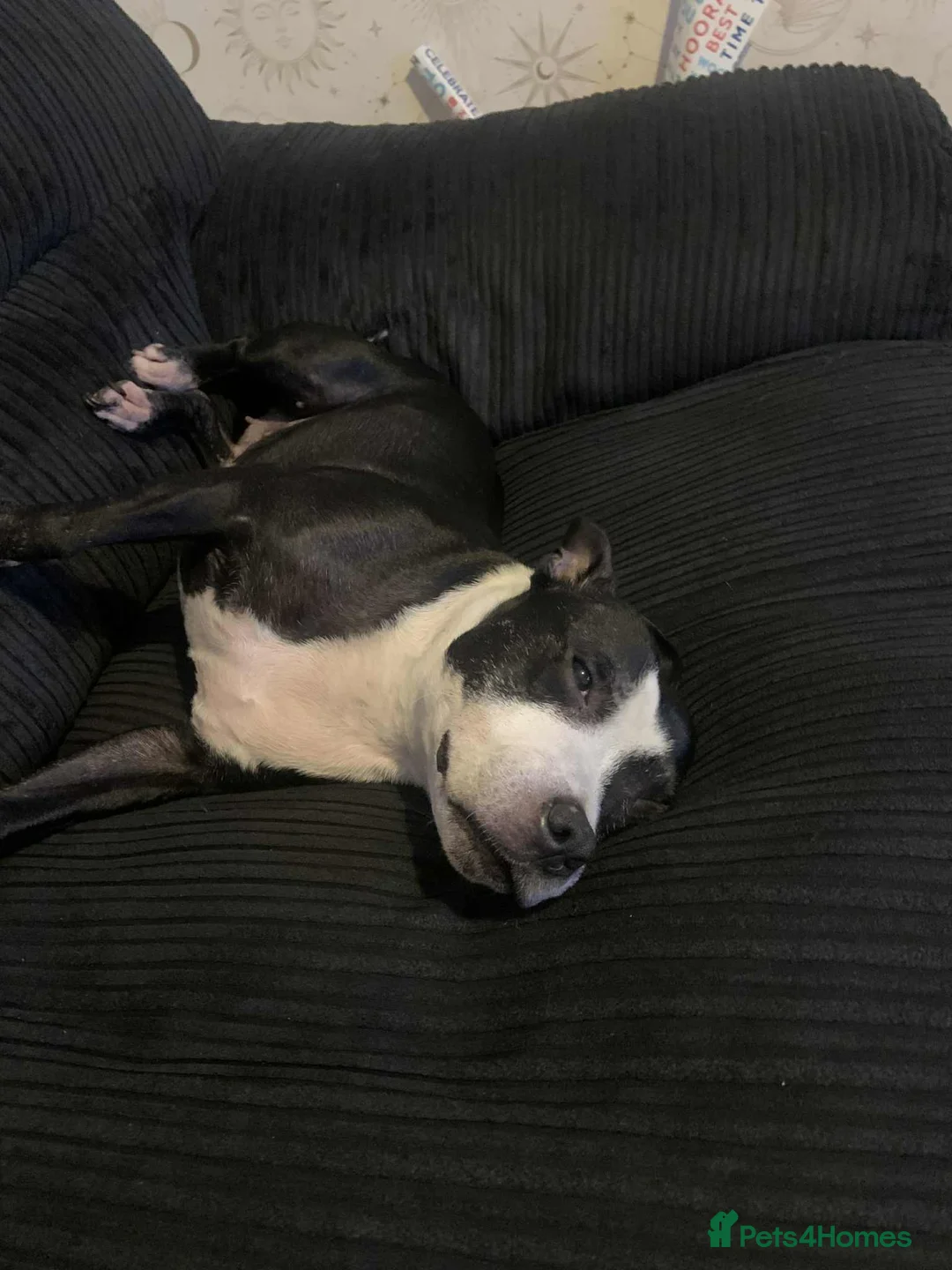 Mixed Breed dogs for sale: Female French staff - Advert 4