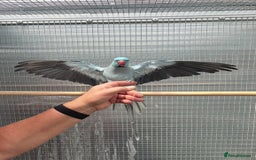 Ringnecks birds for sale: Blue Ringneck Male - Image 4