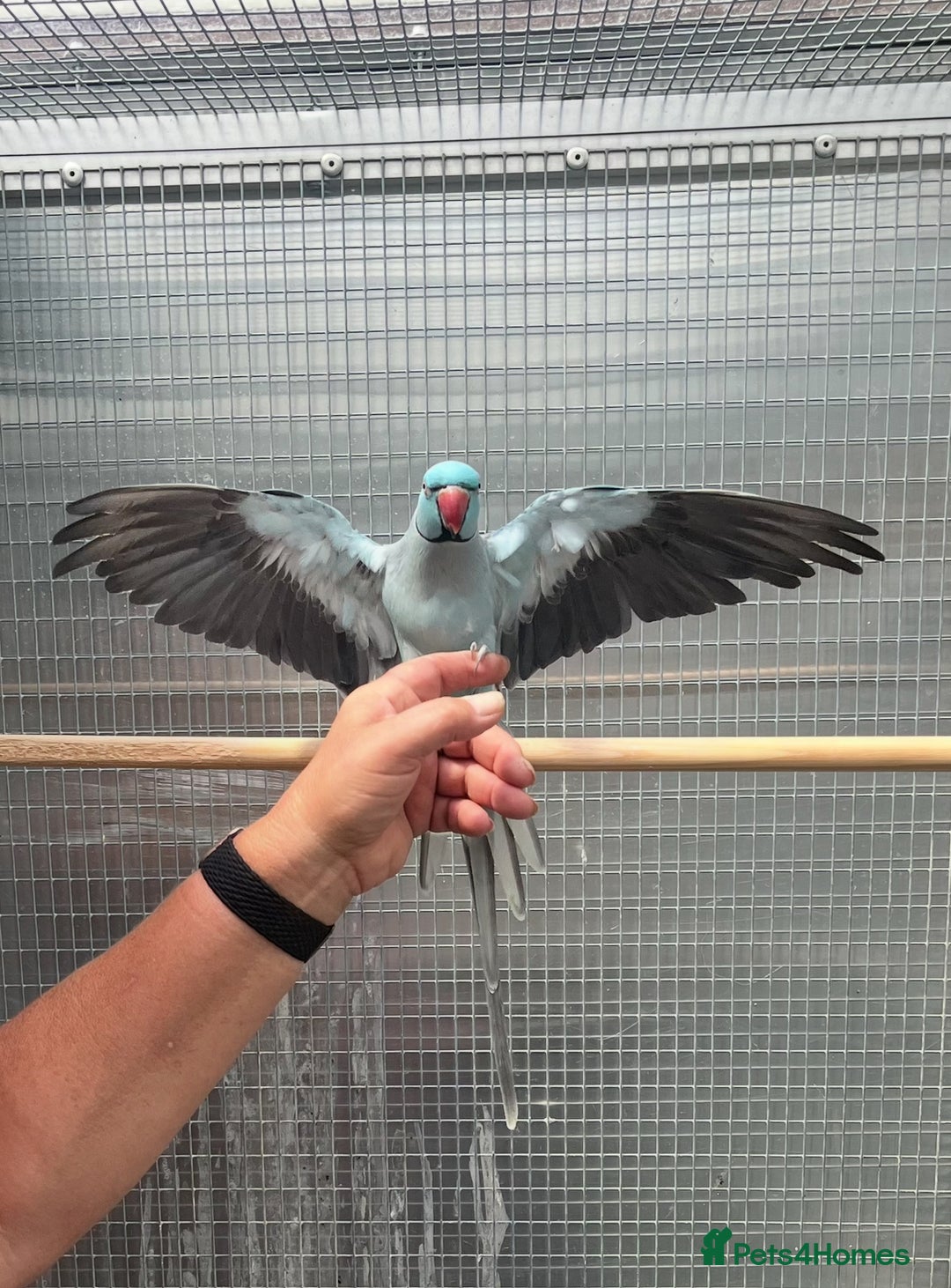 Ringnecks birds for sale: Blue Ringneck Male - Image 4