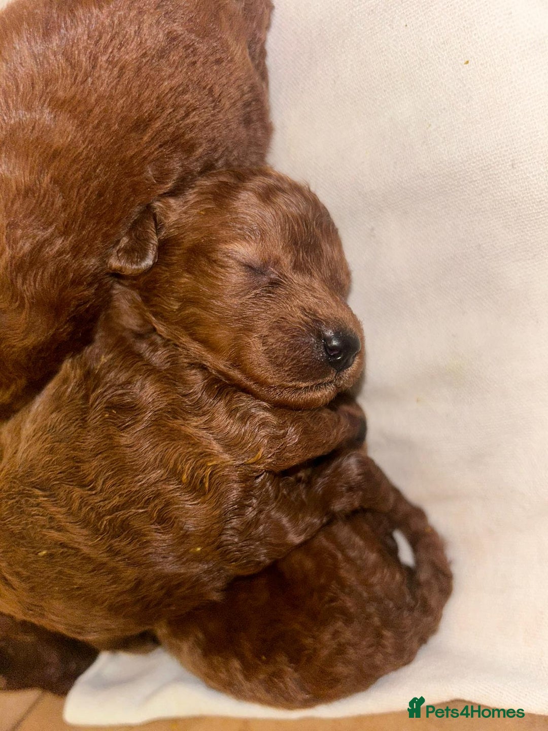 Miniature Poodle dogs for sale: Stunning red miniature poodle - Advert 18