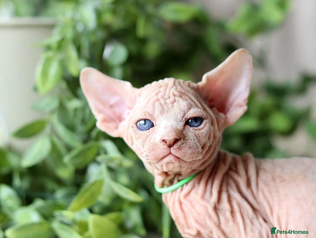 Sphynx cats for sale: Beautiful Pedigree Sphynx Kittens  - Advert 2