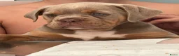 Olde English Bulldogge dogs for sale: Beautiful Lilac and Tan girl - Advert 1