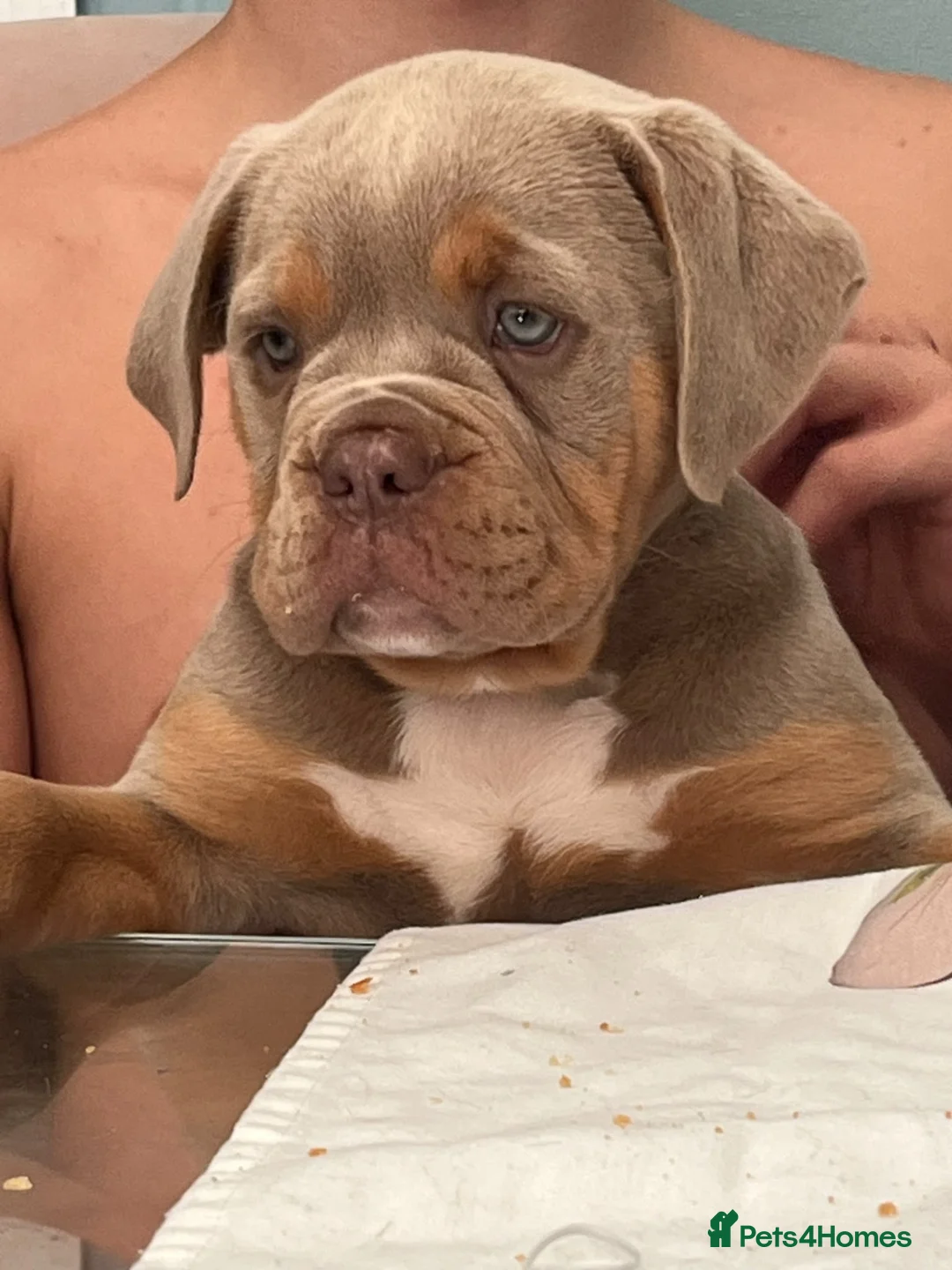 Olde English Bulldogge dogs for sale: Beautiful Lilac and Tan girl - Advert 1