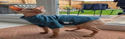 Devon Rex cats for sale: Devon Rex  in Ellesmere Port - Advert 6