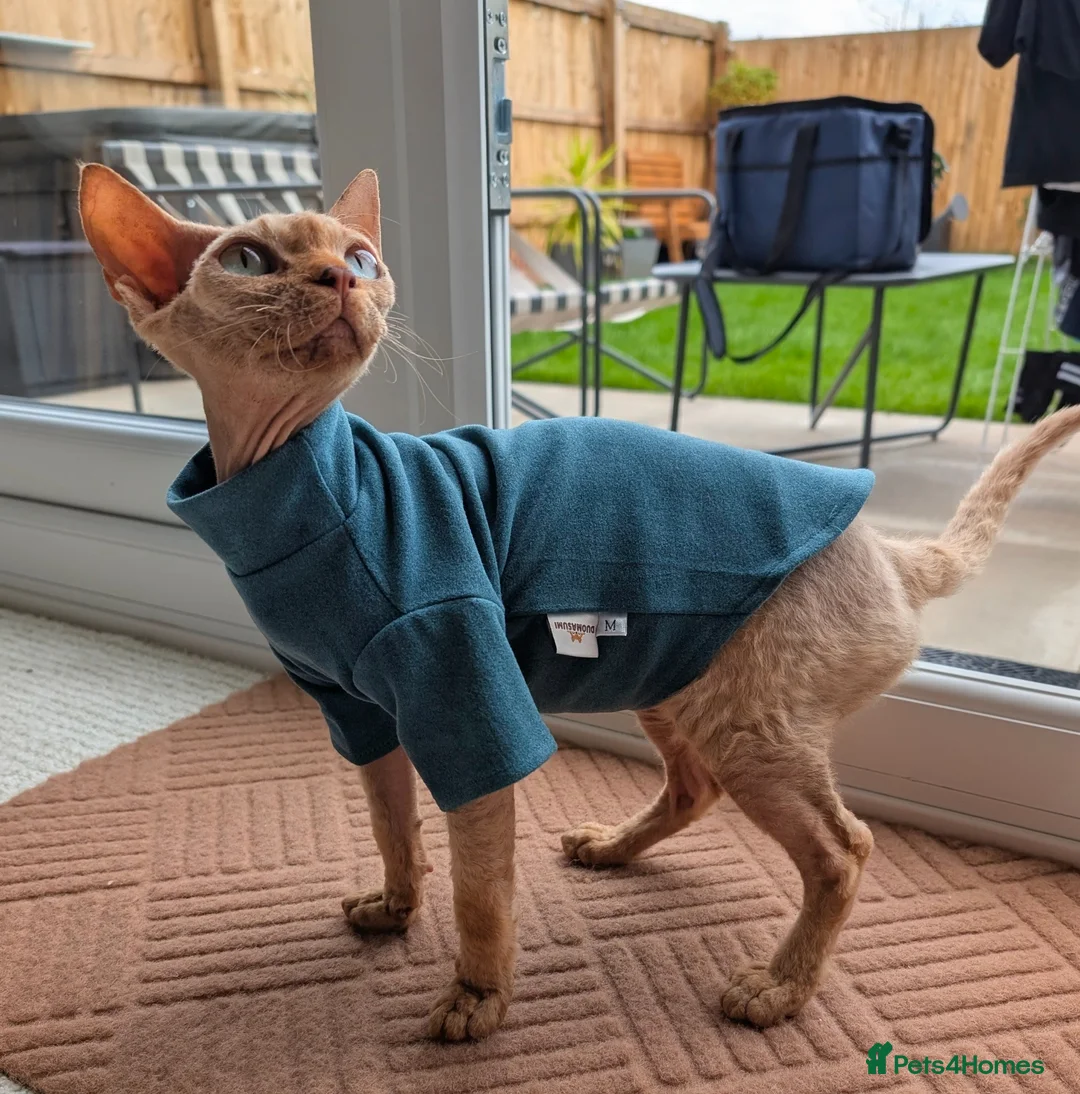 Devon Rex cats for sale: Devon Rex  in Ellesmere Port - Advert 6