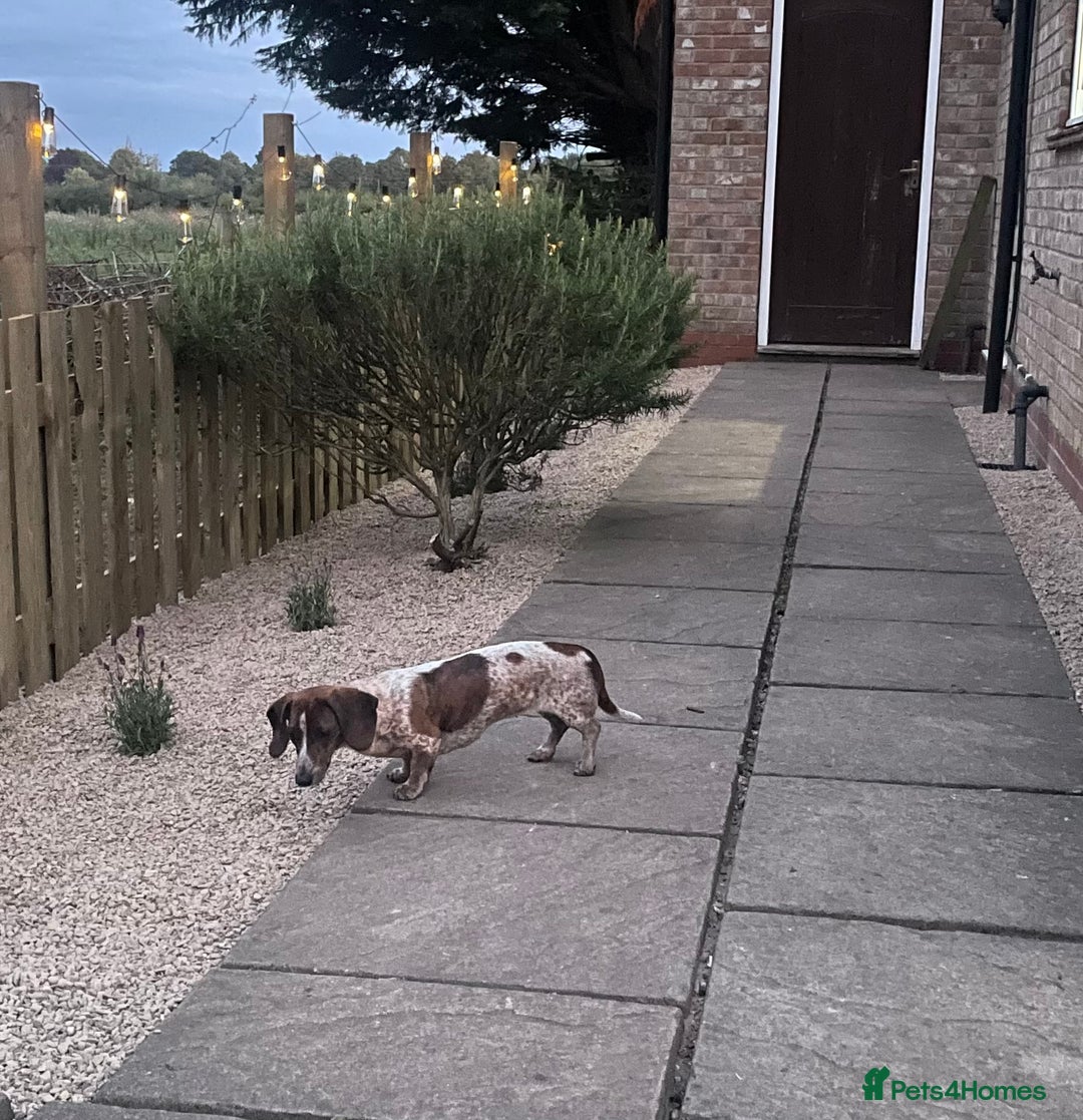 Miniature Dachshund dogs for sale: Piebald brindle Kc reg miniature dachshund  - Advert 2