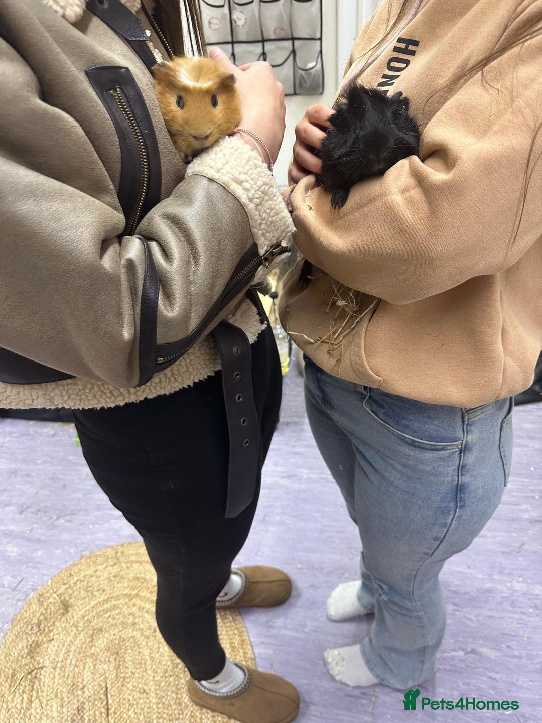 Guinea Pig rodents for sale: looking for a good home! - Image 3
