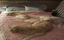 Golden Retriever dogs for sale: Rare & wonderful petite golden retrievers - Image 20