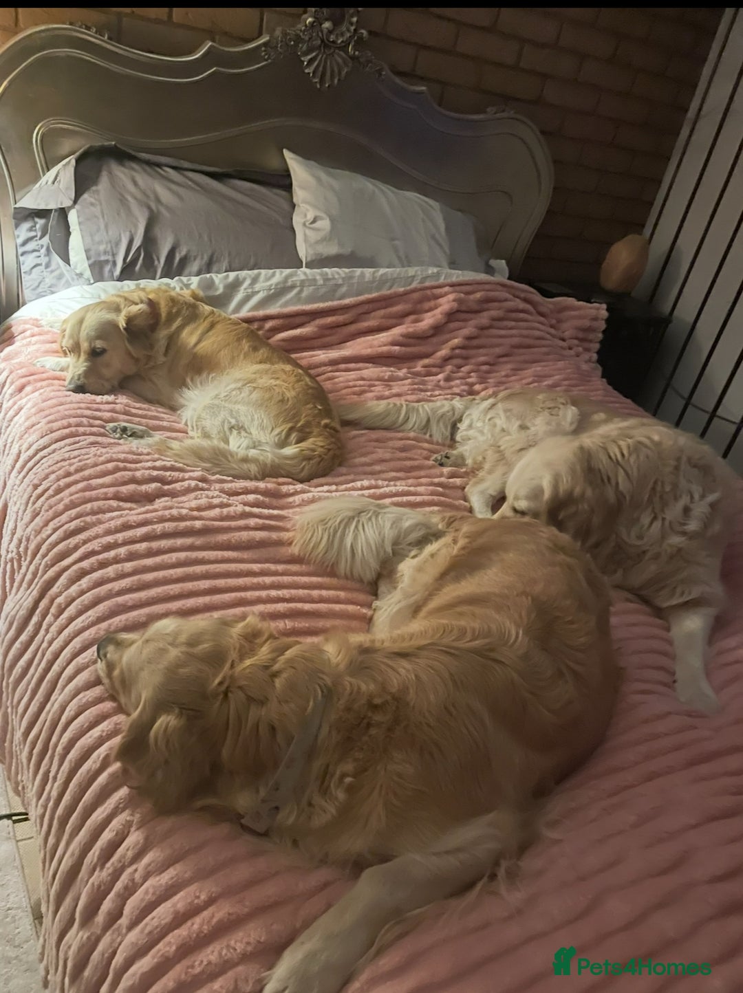 Golden Retriever dogs for sale: Rare & wonderful petite golden retrievers - Image 20