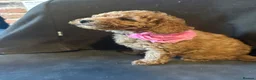 Miniature Poodle dogs for sale: ADORABLE MINIATURE POODLE PUPPIES 3 GIRLS & 1 BOY  - Advert 6