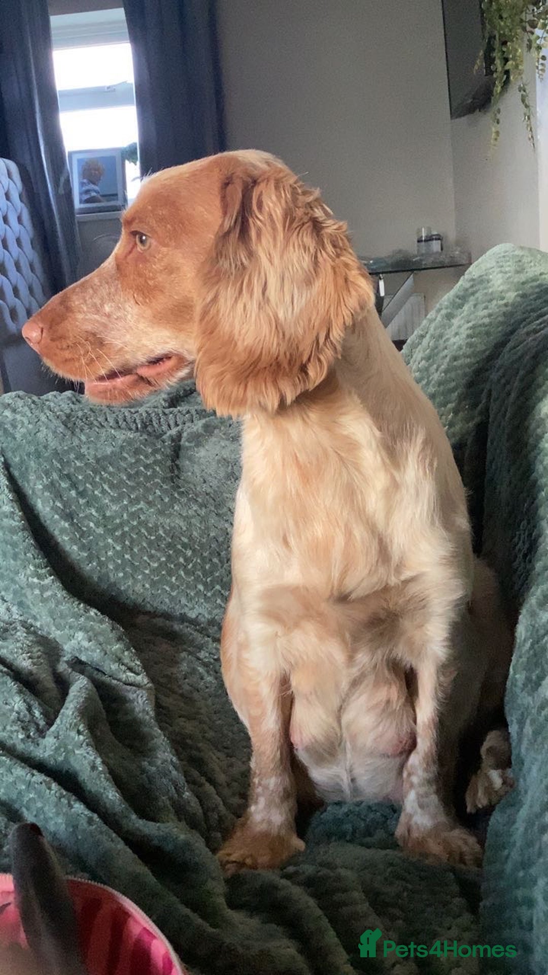 Cocker Spaniel dogs for sale: Cocker Spaniel Pups  - Advert 1