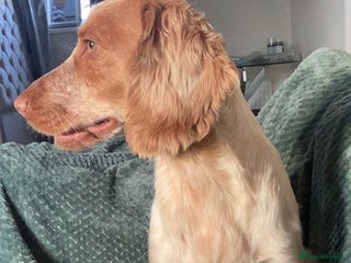 Cocker Spaniel dogs Cocker Spaniel Pups - Advert 3