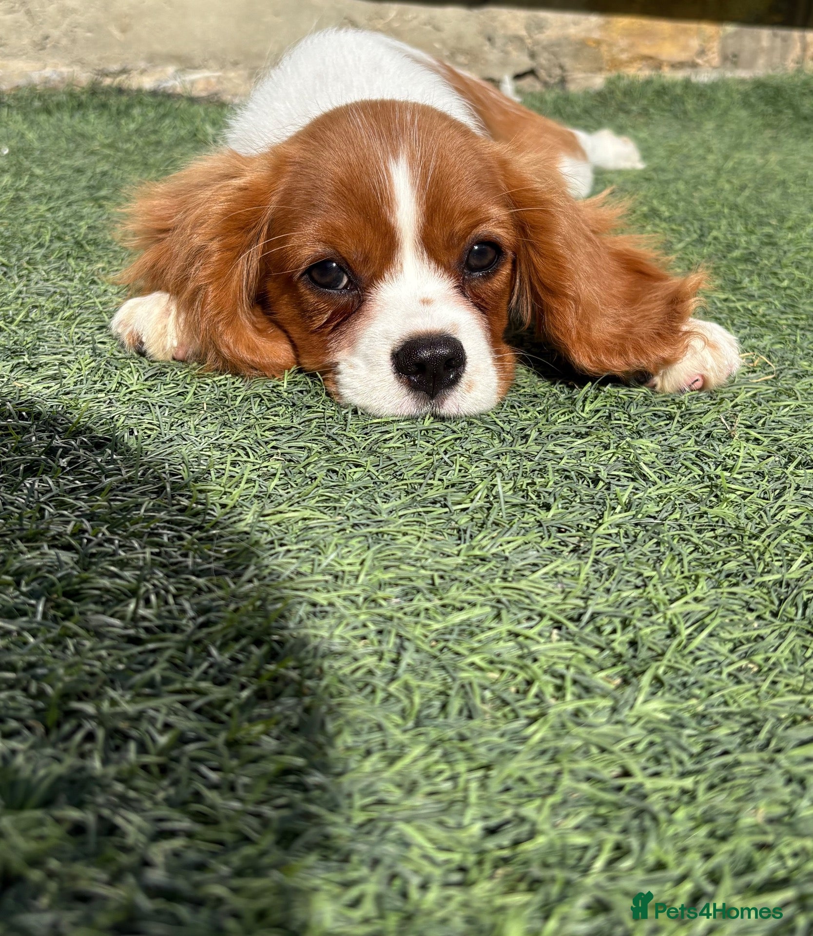 Cavalier King Charles Spaniel dogs READY TO GO NEW HOMES Kc & health tested puppies - Advert 6