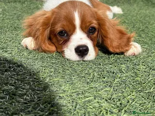 Cavalier King Charles Spaniel dogs READY TO GO NEW HOMES Kc & health tested puppies - Advert 6