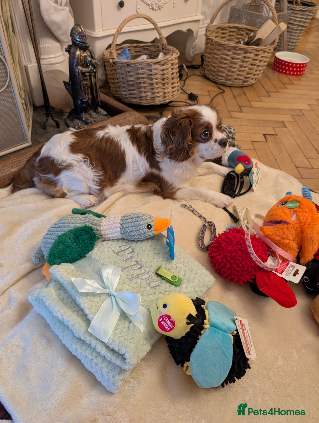 Cavalier King Charles Spaniel dogs for sale: Exquisite Lady KC reg Cavalier King Charles - Advert 18