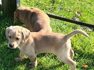 Labrador Retriever dogs - Advert 2