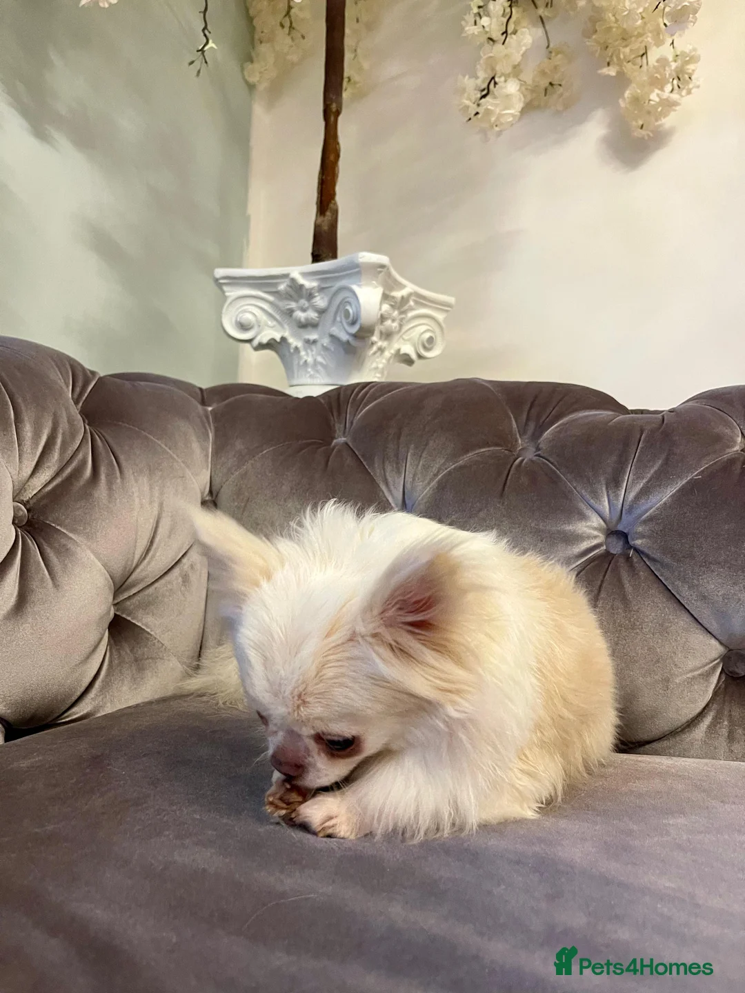 Chihuahua dogs for sale: 6 year old adorable Chihuahua girl  - Advert 3