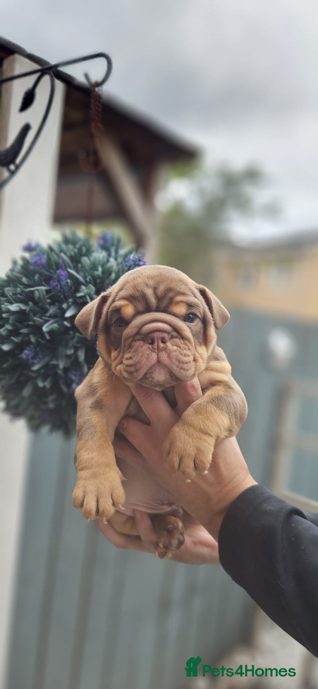 English Bulldog dogs for sale: English bull dogs  - Image 9