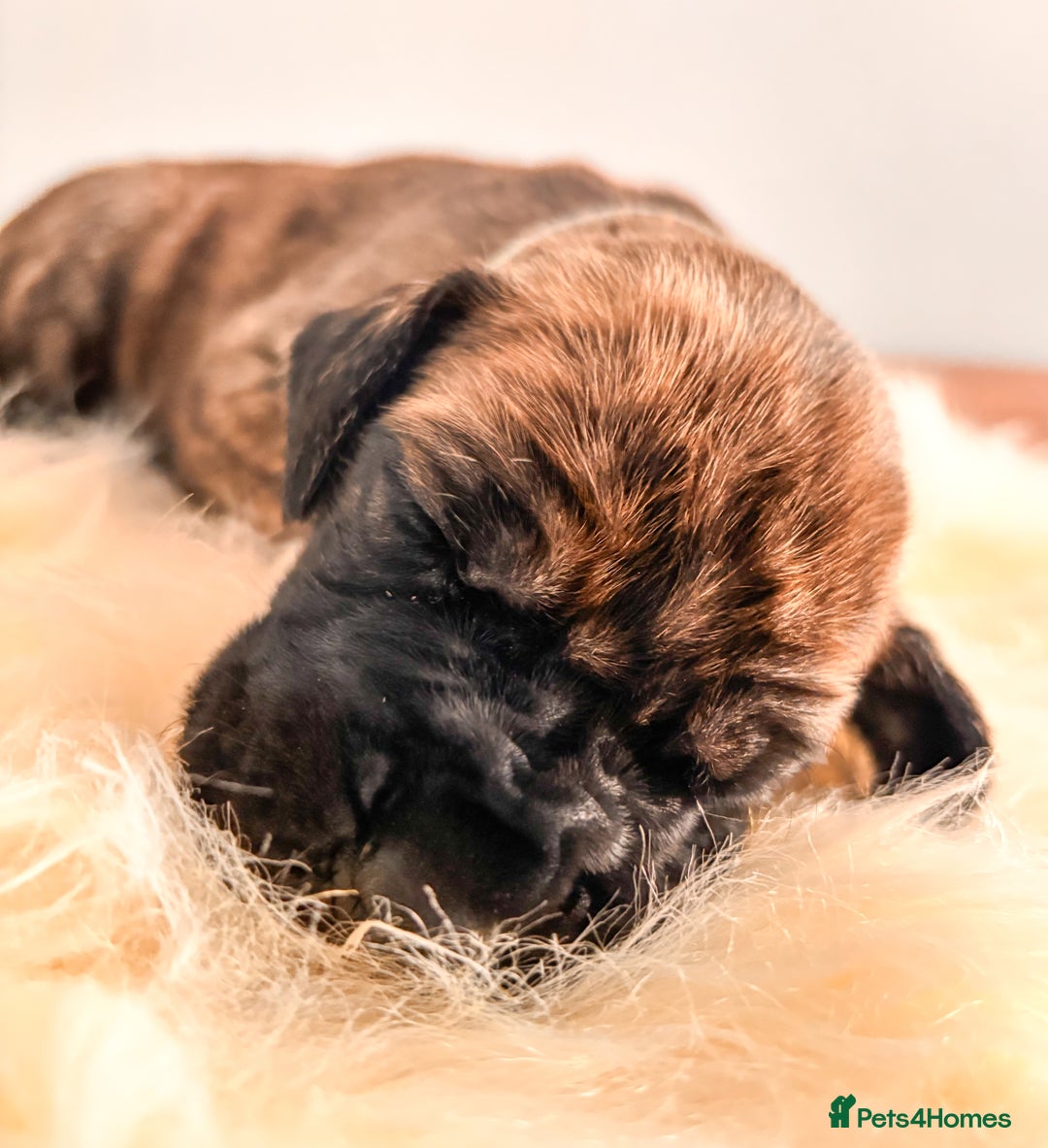 Great Dane dogs for sale: 🌟  Great Danes born 4th of August 2025 🌟 - Image 11