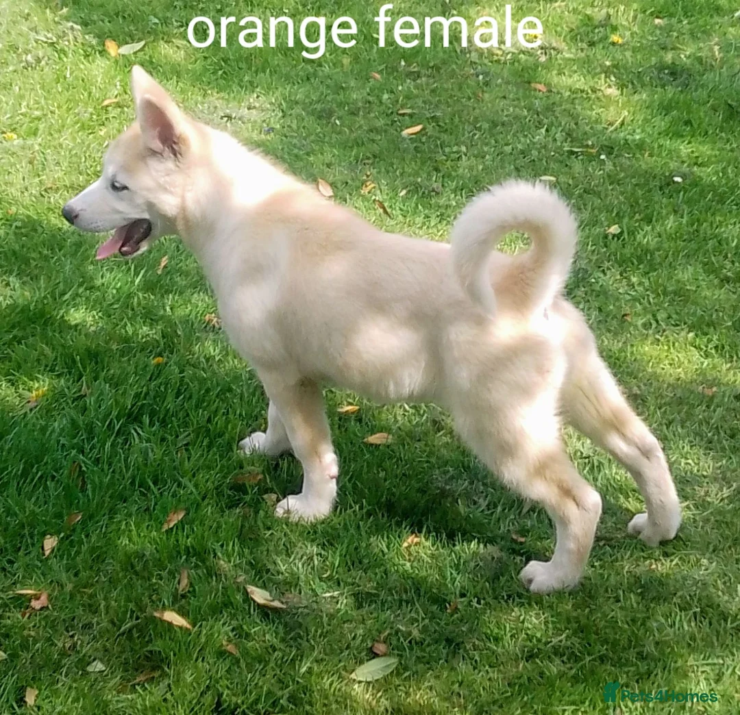 Akita dogs for sale: Akita/husky  - Advert 2